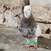 طوقی هفت‌رنگ عتیقه شلاق خورده