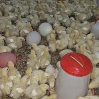 جوجه گوشتی راس ۳۰۸ ده روزه