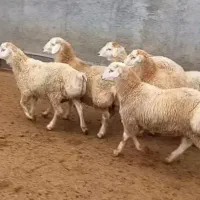 گوشت ،گوسفند با قصاب