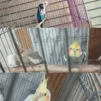 پرنده خانگی  کوتوله.. عروس هلندی