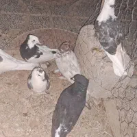۷ تا کبوتر پرشی