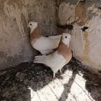 طوقی