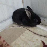 خرگوش اهلی