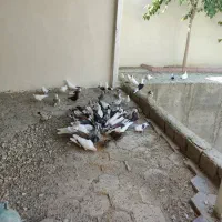 کبوتر طوقی و تهرانی