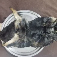 هیزه پوست بز