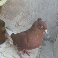 دم سفید