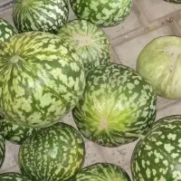 هندوانه و خربزه