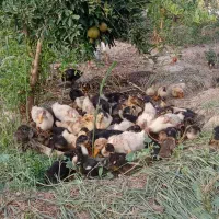 جوجه اردک یک ماه تعداد 60عدد
