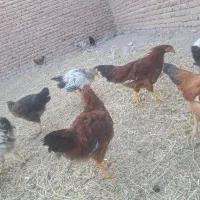 جوجه ماشینی
