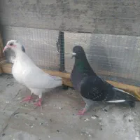 کبوتر کرمونی