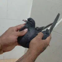 شهری سیاه ماده