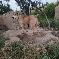 سگ گله|سگ|گلمکان, |دیوار