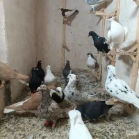 کبوتر