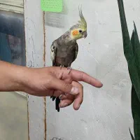 عروس هلندی نر سخنگو