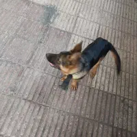 ژرمن
