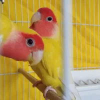 جفت کوتوله برزیلی چشم شرابی