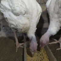 بوقلمون گوشتی