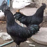 خروس ایام سهمانی