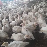 جوجه بوقلمون بیوتی