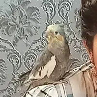 عروس هلندی گمشده