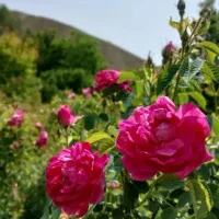 گل محمدی درجه یک