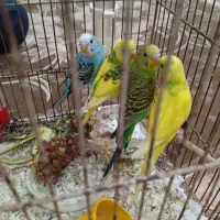 جوجه مرغ عشق