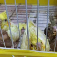 جوجه عروس هلندی کاملا دستی