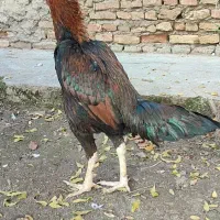 جوجه لاری اصیل
