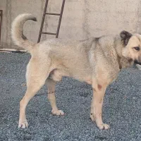 سگ پژدر