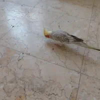 فروش عروس هلندی مادر و سه جوجه