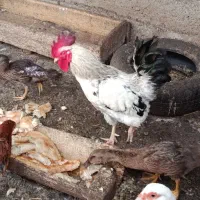 مرغ و خروس محلی