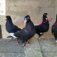 جوجه سیاه پلنگ