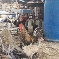 تخم‌مرغ نطفه دار تازه محلی