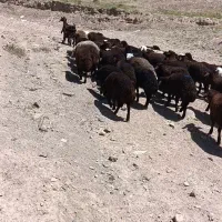 بره نر افشاری سالم سبک وزن