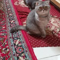 واگذاری گربه ماده|گربه|رباط‌کریم, |دیوار