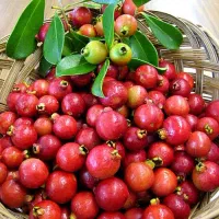 نهال استوایی میوه گوآوا قرمز برزیلی و پشن فروت