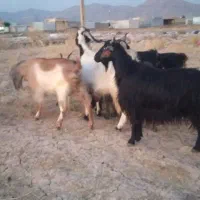بز بره میش