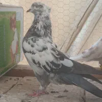 کبوتر|پرنده|گلپایگان, |دیوار