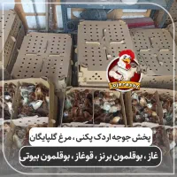 جوجه گلپایگان ،اردک پکنی ،گردن لختی،کاکلی ۲و۲۰روزه