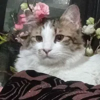 واگذار گربه فوری