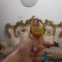 گرینچیک گمشده|حیوانات|شیراز, ریشمک|دیوار