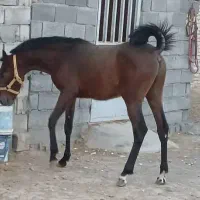 اسب کورد درجه 1