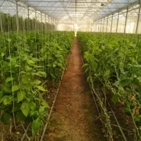 نیروی ماهر در گلخانه فلفل دلمه باحقوق پنجاه میلیون