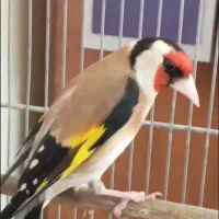 سهره نر