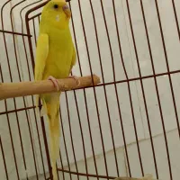 مرغ عشق با تجهیزات کامل