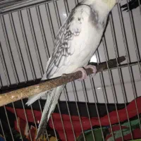 کبوتر  عروس هلندی