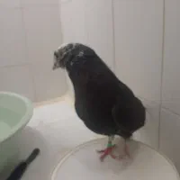کفتر قاره