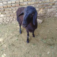 بره نر