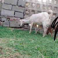 بز ماده