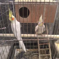 عروس هلندی با 5تا جوجه